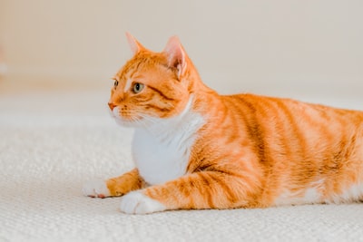 橙白相间的斑猫